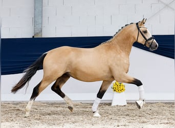 Duitse rijpony, Hengst, 2 Jaar, 148 cm, Falbe