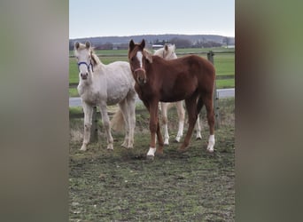 Duitse rijpony, Hengst, 2 Jaar, 148 cm, Palomino