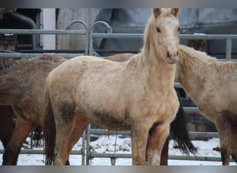 Duitse rijpony, Hengst, 2 Jaar, 148 cm, Palomino