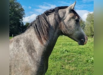 Duitse rijpony, Hengst, 2 Jaar, 148 cm, Schimmel