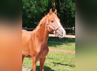 Duitse rijpony, Hengst, 2 Jaar, 148 cm, Vos