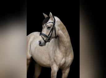 Duitse rijpony, Hengst, 2 Jaar, 149 cm
