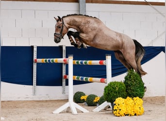 Duitse rijpony, Hengst, 2 Jaar, 149 cm, Rood schimmel