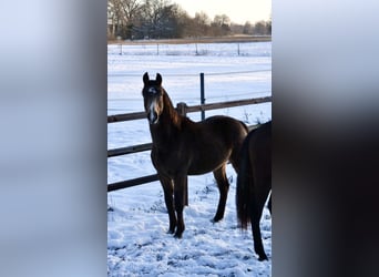 Duitse rijpony, Hengst, 2 Jaar, 150 cm, Buckskin