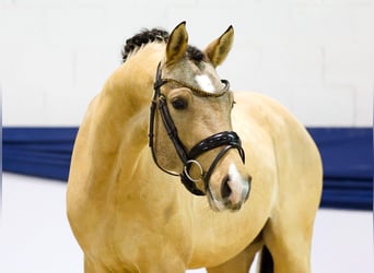 Duitse rijpony, Hengst, 2 Jaar, 150 cm, Falbe