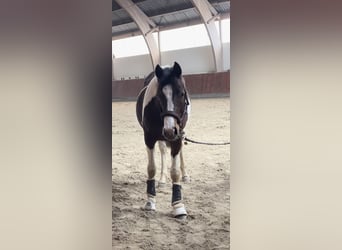 Duitse rijpony, Hengst, 2 Jaar, 150 cm, Gevlekt-paard