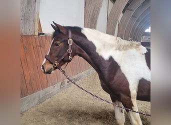 Duitse rijpony, Hengst, 2 Jaar, 150 cm, Gevlekt-paard