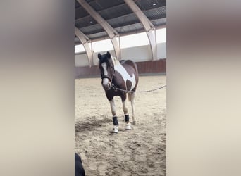 Duitse rijpony, Hengst, 2 Jaar, 150 cm, Gevlekt-paard