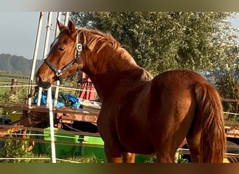 Duitse rijpony, Hengst, 2 Jaar, 151 cm, Vos