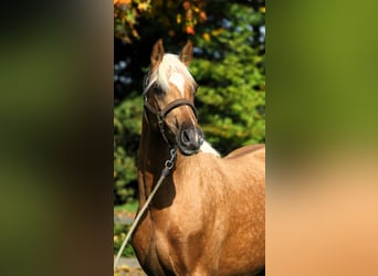 Duitse rijpony, Hengst, 2 Jaar, 152 cm, Palomino