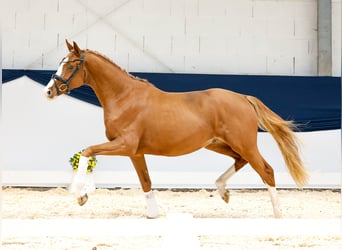 Duitse rijpony, Hengst, 2 Jaar, 159 cm, Vos