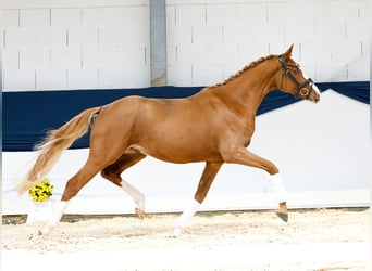 Duitse rijpony, Hengst, 2 Jaar, 159 cm, Vos