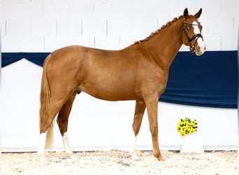 Duitse rijpony, Hengst, 2 Jaar, 159 cm, Vos