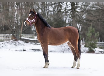 Duitse rijpony, Hengst, 2 Jaar, Bruin