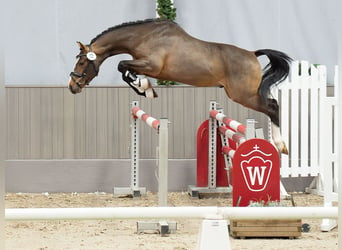 Duitse rijpony, Hengst, 2 Jaar, Bruin