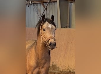 Duitse rijpony, Hengst, 2 Jaar, Buckskin