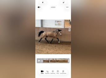 Duitse rijpony, Hengst, 2 Jaar, Buckskin