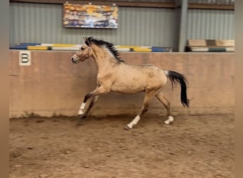 Duitse rijpony, Hengst, 2 Jaar, Buckskin