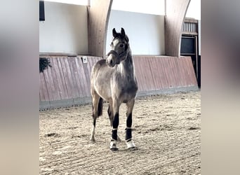 Duitse rijpony, Hengst, 2 Jaar, Buckskin