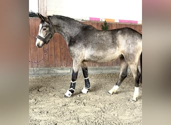 Duitse rijpony, Hengst, 2 Jaar, Buckskin