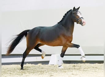 Duitse rijpony, Hengst, 2 Jaar, Donkerbruin