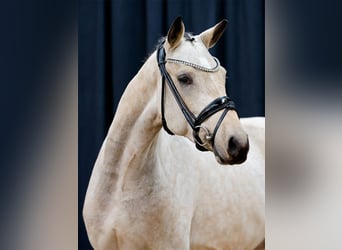 Deutsches Reitpony, Hengst, 2 Jahre, Falbe