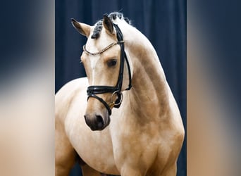 Deutsches Reitpony, Hengst, 2 Jahre, Falbe