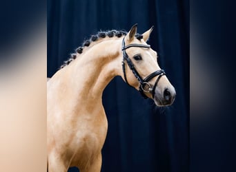 Deutsches Reitpony, Hengst, 2 Jahre, Falbe