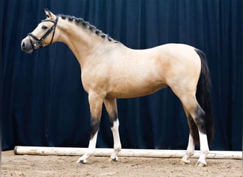 Deutsches Reitpony, Hengst, 2 Jahre, Falbe