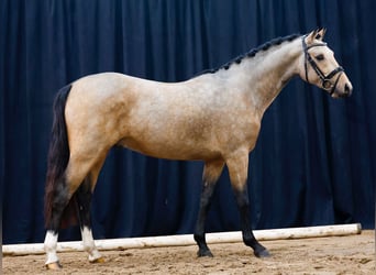 Deutsches Reitpony, Hengst, 2 Jahre, Falbe