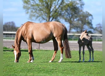 Duitse rijpony, Hengst, 2 Jaar, Grullo