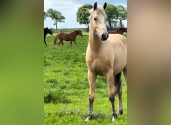 Duitse rijpony, Hengst, 2 Jaar, Palomino