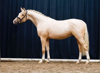 Duitse rijpony, Hengst, 2 Jaar, Palomino