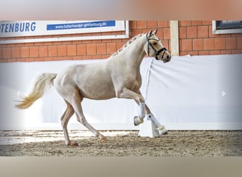 Duitse rijpony, Hengst, 2 Jaar, Palomino