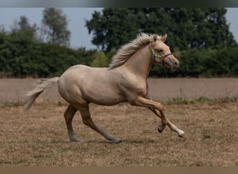 Duitse rijpony, Hengst, 2 Jaar, Palomino
