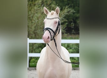 Duitse rijpony, Hengst, 2 Jaar, Perlino