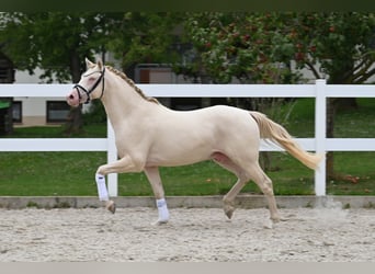 Duitse rijpony, Hengst, 2 Jaar, Perlino