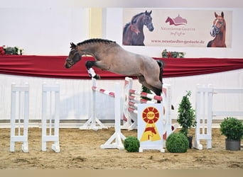 Duitse rijpony, Hengst, 2 Jaar, Roan-Bay