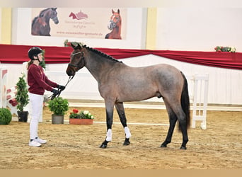 Duitse rijpony, Hengst, 2 Jaar, Roan-Bay