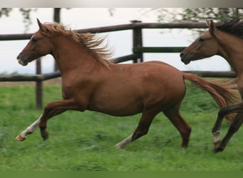 Duitse rijpony, Hengst, 2 Jaar, Vos