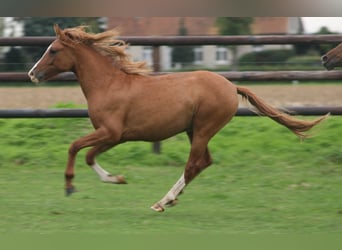 Duitse rijpony, Hengst, 2 Jaar, Vos