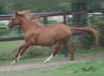 Duitse rijpony, Hengst, 2 Jaar, Vos