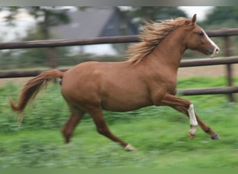 Duitse rijpony, Hengst, 2 Jaar, Vos