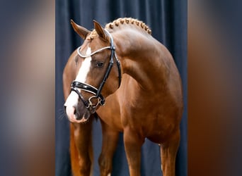 Deutsches Reitpony, Hengst, 2 Jahre, Fuchs