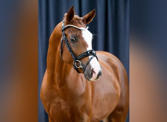 Deutsches Reitpony, Hengst, 2 Jahre, Fuchs