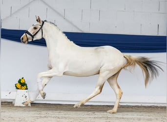 Duitse rijpony, Hengst, 3 Jaar, 137 cm, Gevlekt-paard