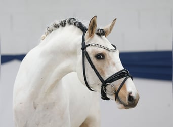 Duitse rijpony, Hengst, 3 Jaar, 137 cm, Gevlekt-paard