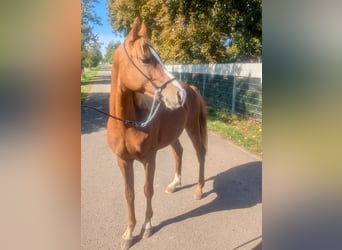 Duitse rijpony Mix, Hengst, 3 Jaar, 138 cm, Vos