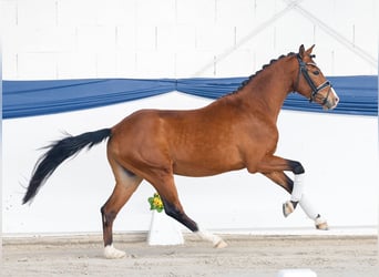 Duitse rijpony, Hengst, 3 Jaar, 140 cm, Bruin