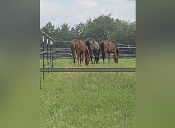 Duitse rijpony, Hengst, 3 Jaar, 140 cm, Vos